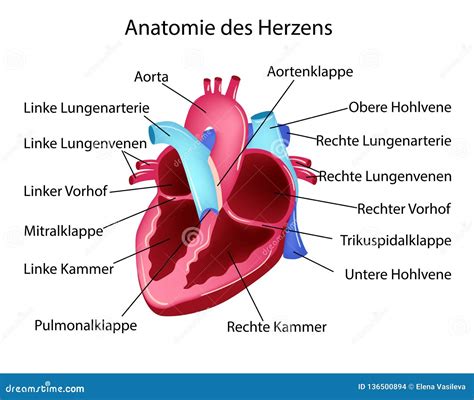 heart übersetzung|heart in german dictionary.